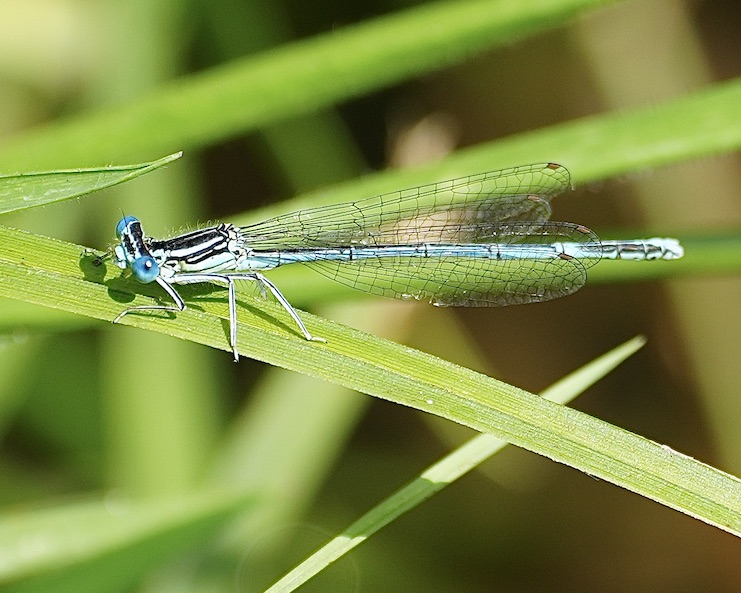 white-legged damselfly